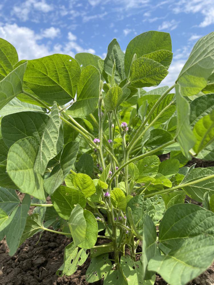 ��Ʀ������