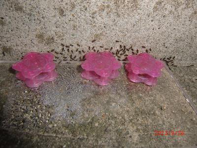 �Ȥ���˥��꤬���äƤ��롧����