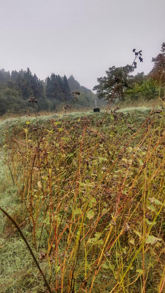 ���С�����