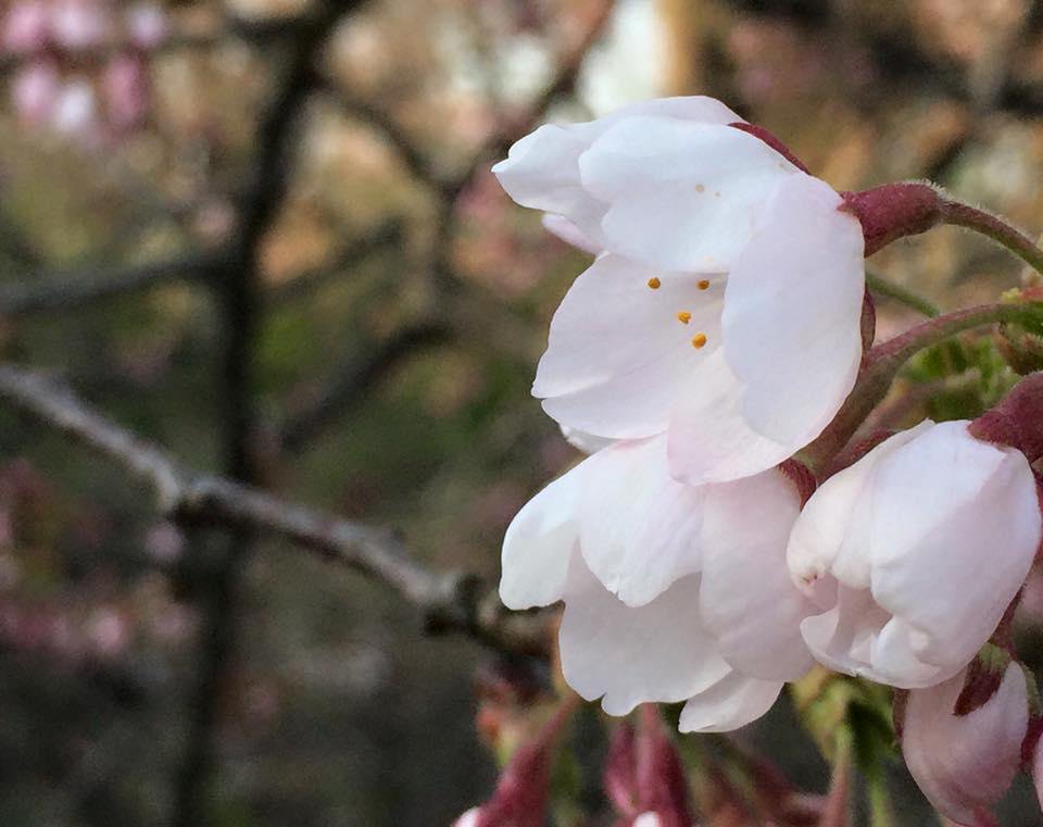 桜の妖精：画像