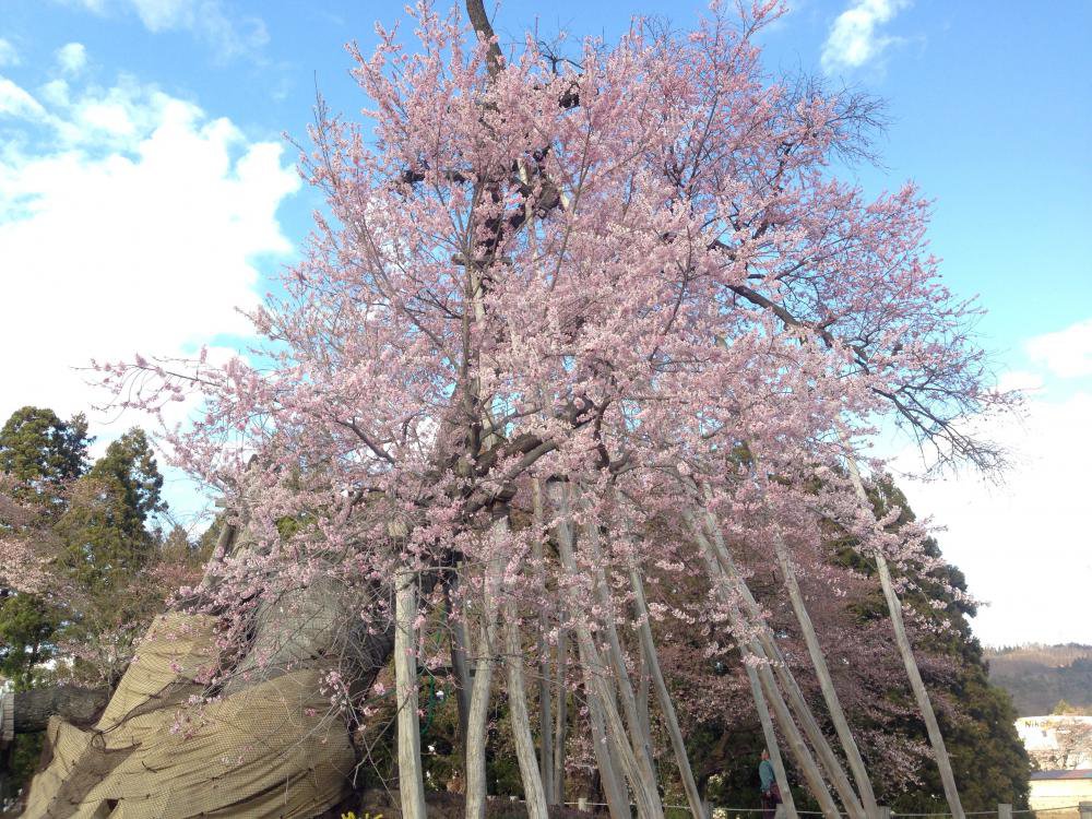 桜の情報ですよ〜：画像