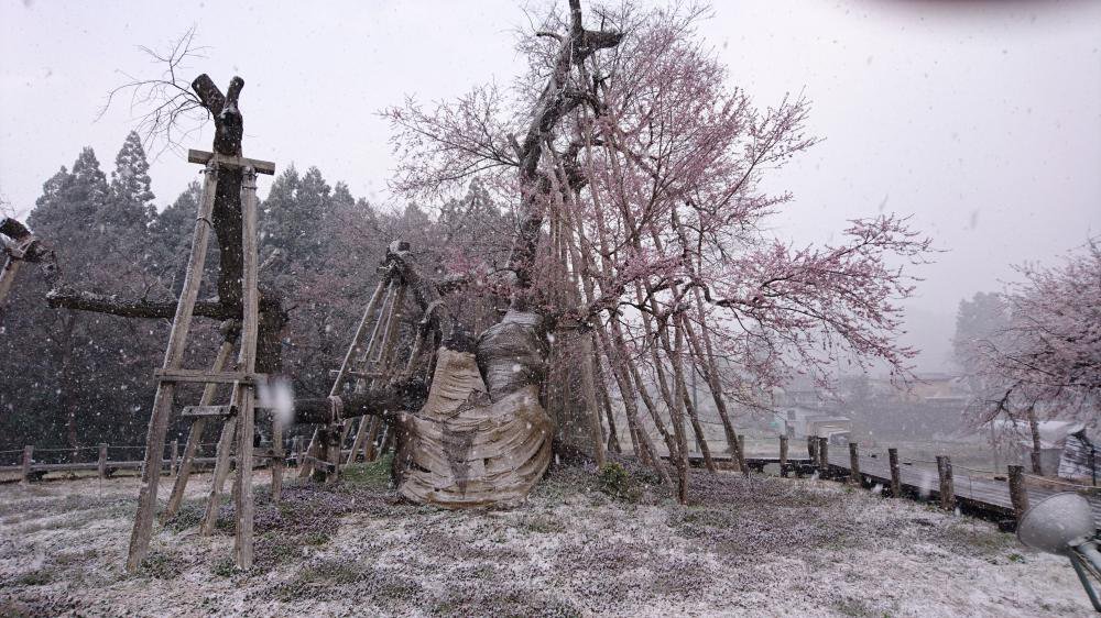 4月11日　突然の雪に、咲初めの”久保桜”、震えています。：画像