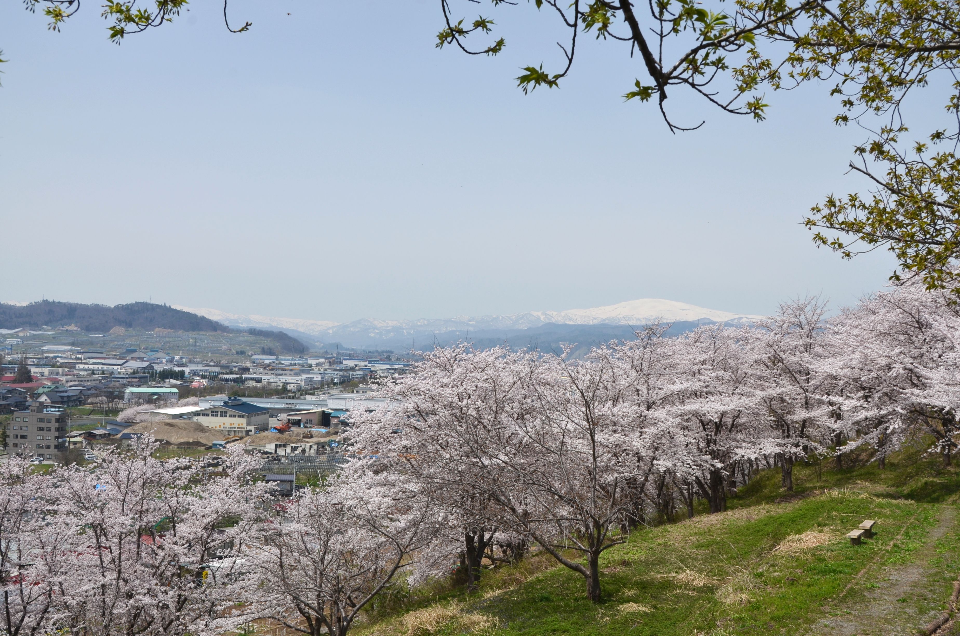 さくらの丘 寒河江公園 日本一さくらんぼの里さがえ さがえ観光ガイド 寒河江市観光物産協会