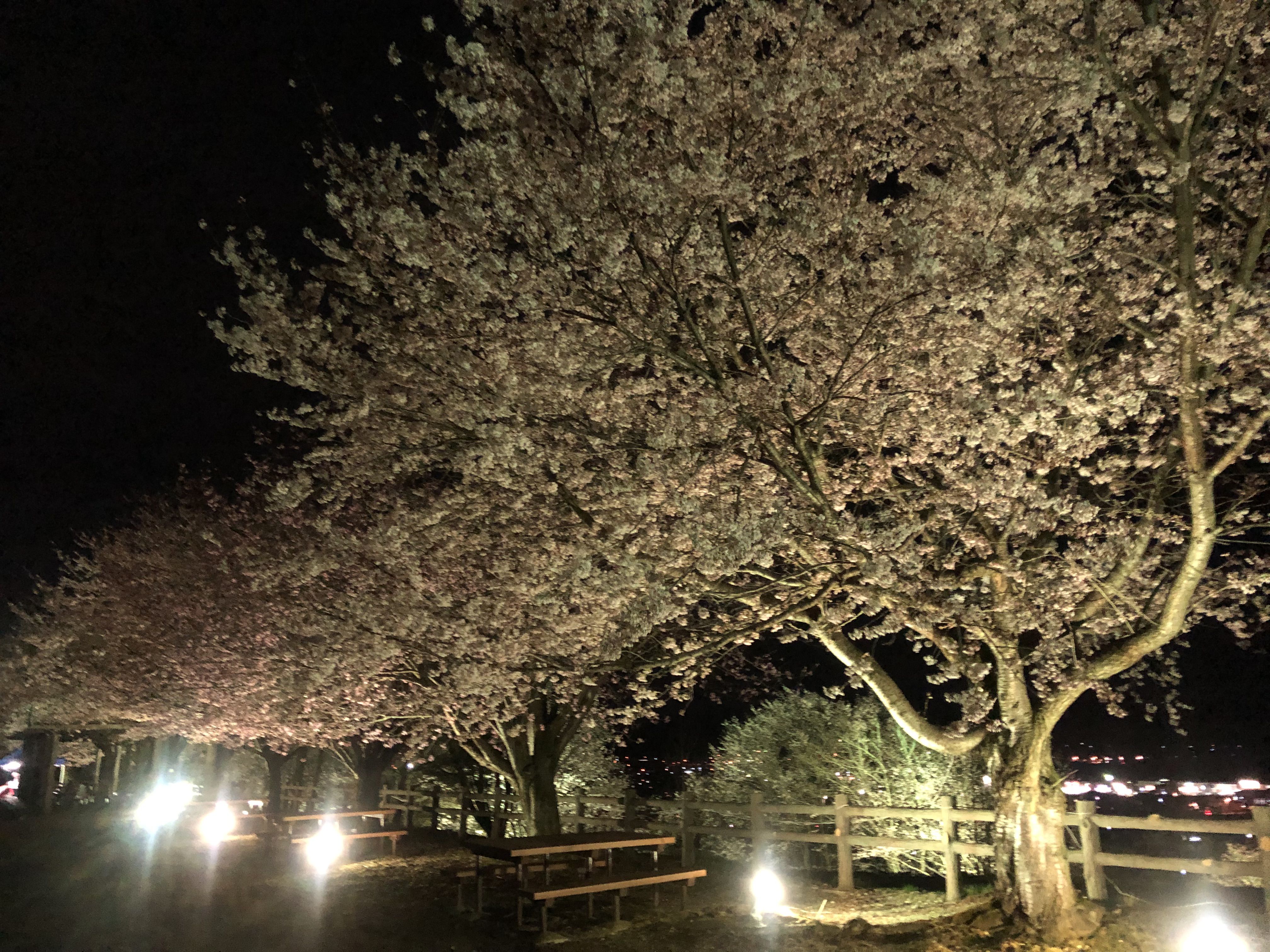 さくらの丘 【寒河江公園】：日本一さくらんぼの里さがえ～さがえ観光