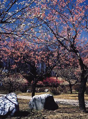 真室川公園 梅林公園 やまがたへの旅 山形県観光情報ポータルサイト