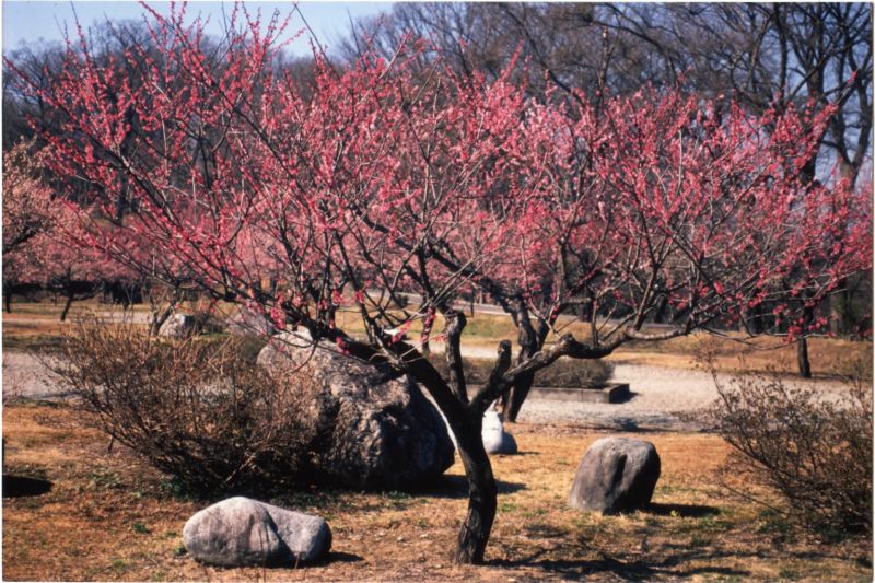 真室川公園 梅林公園 やまがたへの旅 山形県観光情報ポータルサイト