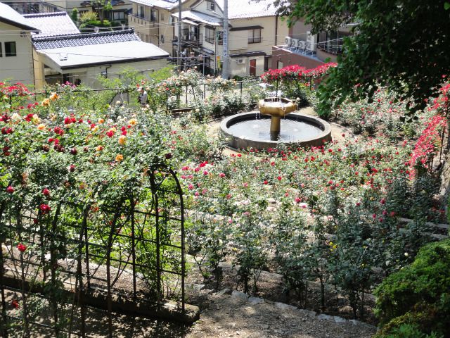 あつみ温泉ばら園 やまがたへの旅 山形県観光情報ポータルサイト