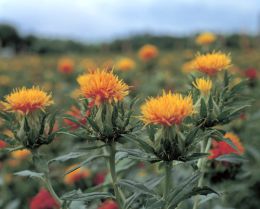 山形紅花まつり やまがたへの旅 山形県観光情報ポータルサイト