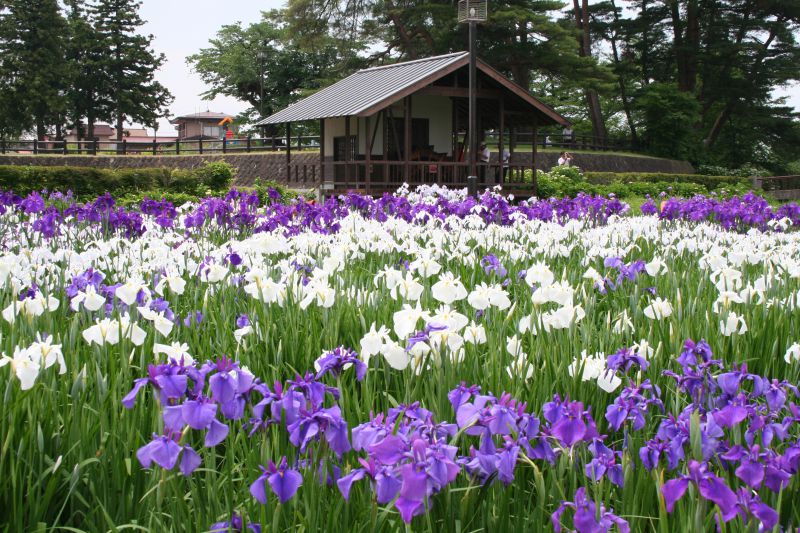 あやめ公園 やまがたへの旅 山形県観光情報ポータルサイト