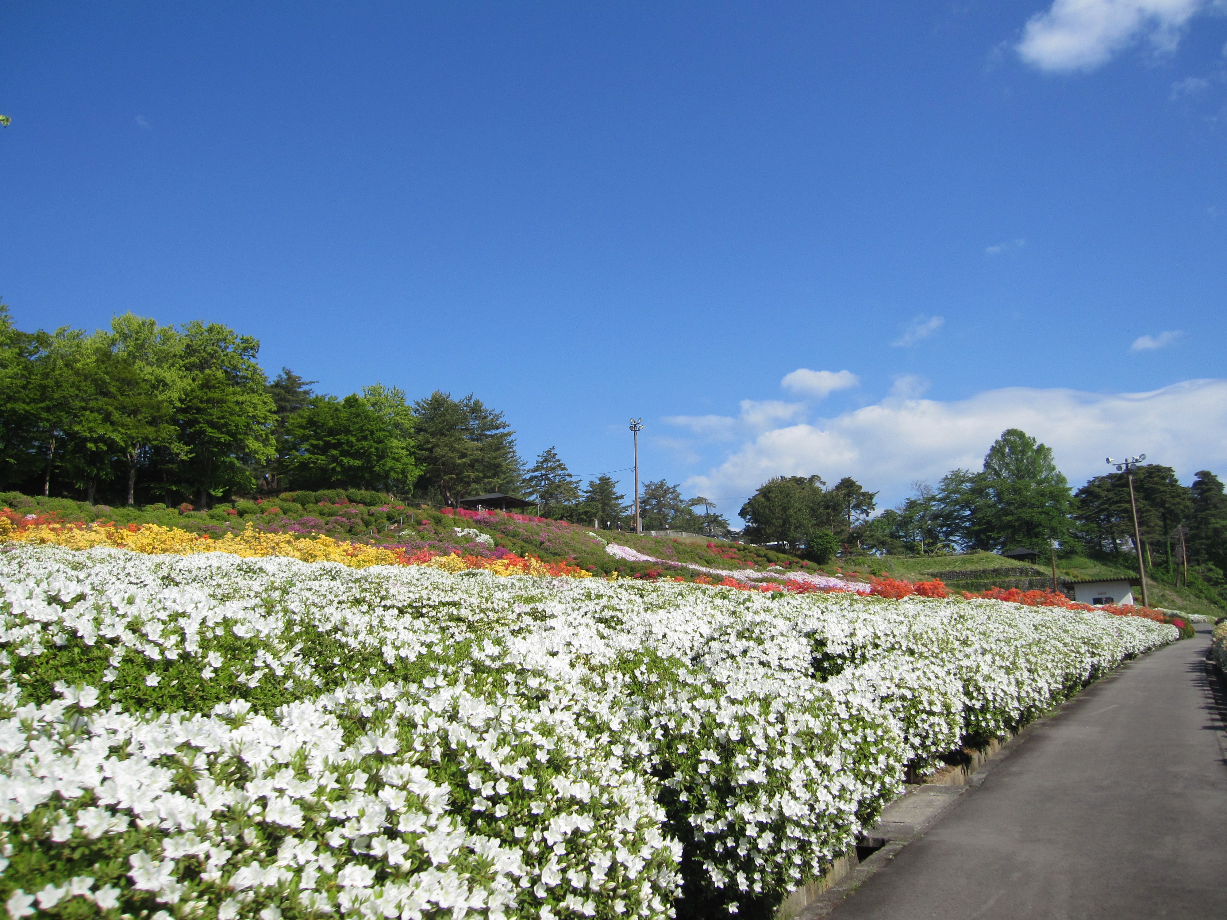 つつじ園 寒河江公園 日本一さくらんぼの里さがえ さがえ観光ガイド 寒河江市観光物産協会