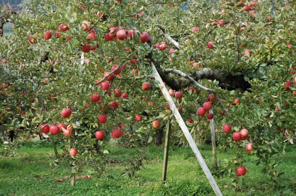 ��󤴤μ������ʡ���