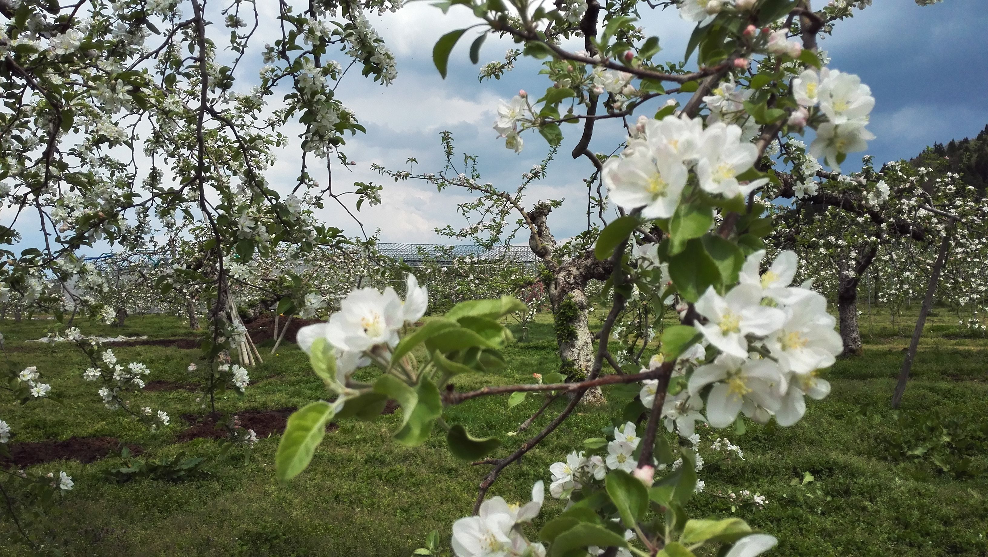 ��󤴤μ������ʡ��� 2