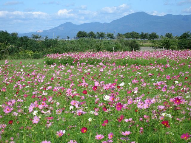 コスモス花の里祭 日本一さくらんぼの里さがえ さがえ観光ガイド 寒河江市観光物産協会